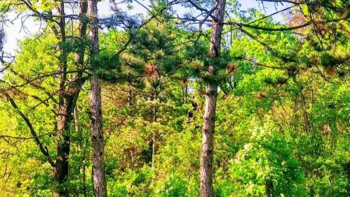 Spacious 3-Bedroom House for Rent in Belgrade - Kosmaj Area - Image 3