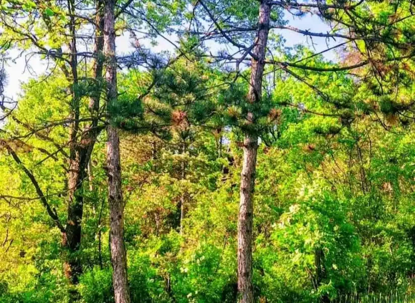 Spacious 3-Bedroom House for Rent in Belgrade - Kosmaj Area - Image 3