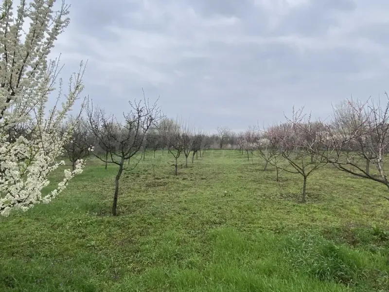 Spacious House with Garden Near Vidin, Bulgaria - Image 3
